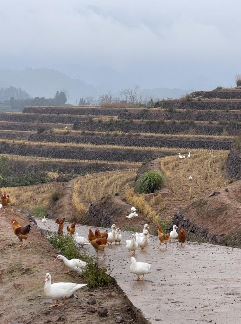 樨鄉(xiāng)記生態(tài)農(nóng)莊一隅。劉軍國攝