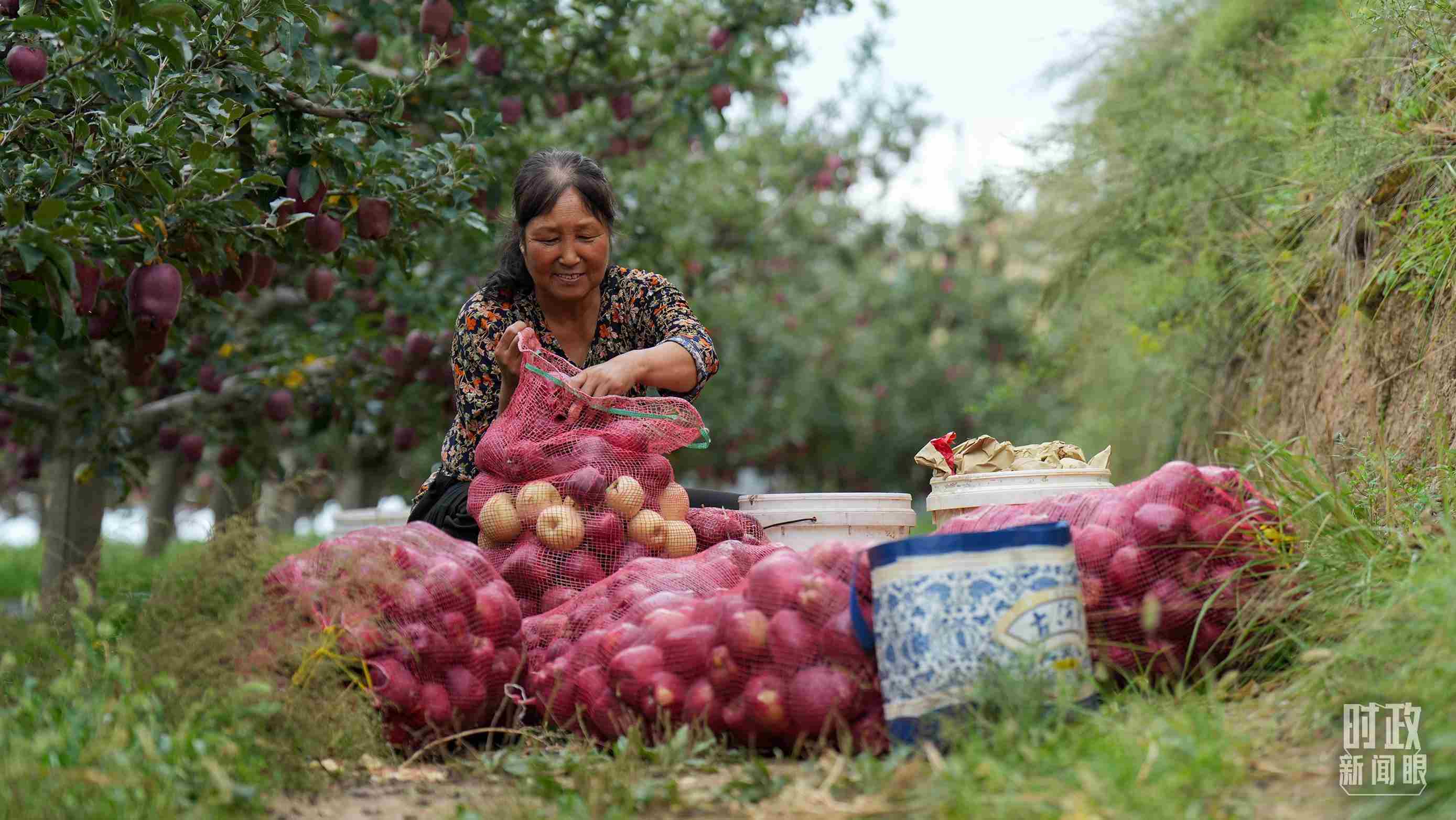 △甘肅天水的花牛蘋(píng)果已經(jīng)成為當(dāng)?shù)厝罕姷摹吧鷳B(tài)果”“致富果”。（總臺(tái)記者李晉拍攝）