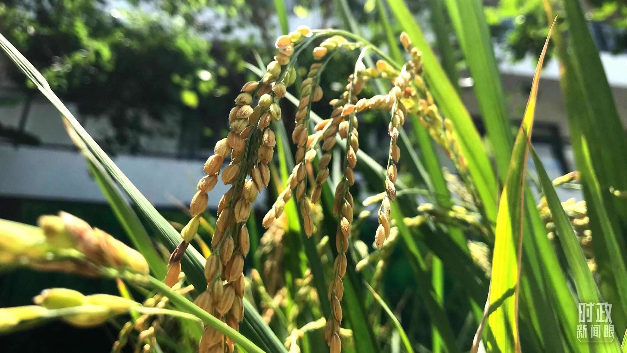 在海南培育的水稻品種。（總臺(tái)央視記者石偉明拍攝）