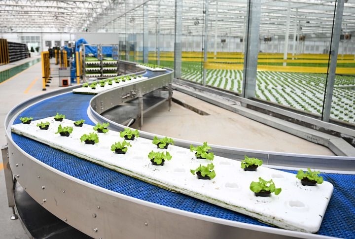 2024年12月12日在內(nèi)蒙古鄂爾多斯市達(dá)拉特旗內(nèi)蒙古現(xiàn)代數(shù)字農(nóng)業(yè)科技產(chǎn)業(yè)園拍攝的生菜苗。 新華社記者 貝赫 攝