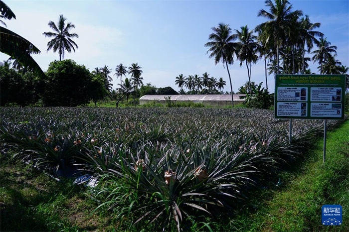 這是12月23日在斯里蘭卡馬坎杜拉拍攝的中國技術(shù)試驗田菠蘿田。新華社記者 陳冬書 攝