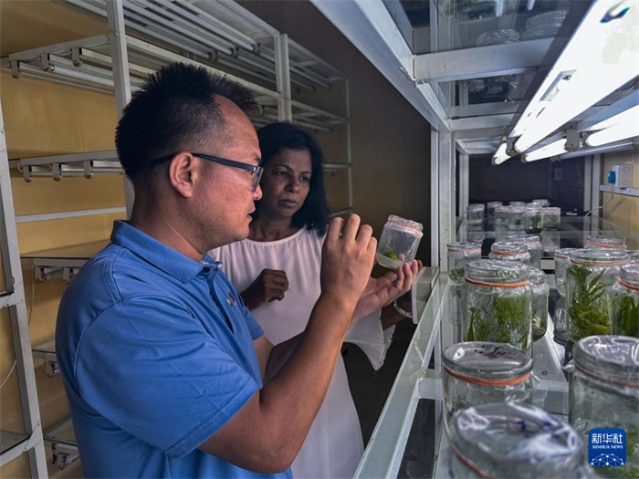 12月23日，在斯里蘭卡馬坎杜拉，中國專家與斯里蘭卡馬坎杜拉可持續(xù)農(nóng)業(yè)與發(fā)展研究中心主任達(dá)莎妮·賈亞曼納交流。新華社發(fā)（中國、聯(lián)合國糧農(nóng)組織與斯里蘭卡南南合作項目專家組供圖）