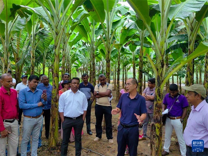 10月10日，在斯里蘭卡霍勒訥的一處香蕉示范基地，中國、聯(lián)合國糧農(nóng)組織與斯里蘭卡南南合作項目中國專家組組長孫德權(quán)為當(dāng)?shù)剞r(nóng)民進(jìn)行技術(shù)培訓(xùn)。新華社發(fā)（中國、聯(lián)合國糧農(nóng)組織與斯里蘭卡南南合作項目專家組供圖）