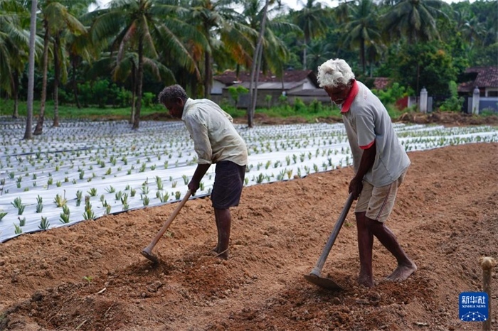 12月23日，斯里蘭卡馬坎杜拉的農(nóng)民在菠蘿田地里勞作。新華社記者 陳冬書 攝