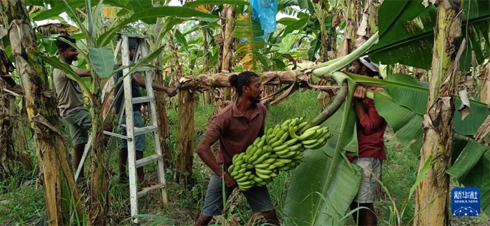 12月28日，在斯里蘭卡馬坎杜拉，當(dāng)?shù)剞r(nóng)民收獲香蕉。新華社發(fā)（中國、聯(lián)合國糧農(nóng)組織與斯里蘭卡南南合作項目專家組供圖）