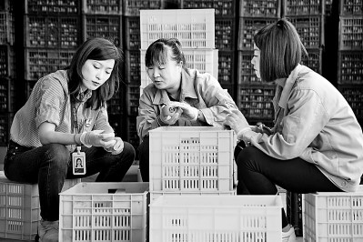 為拓展柿子產(chǎn)業(yè)發(fā)展新途徑，在陜西富平淡村鎮(zhèn)，歸國留學(xué)生王薇參與創(chuàng)建了一座柿酒酒莊。新華社發(fā)