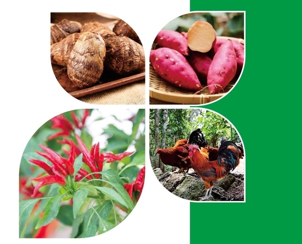 天等縣名特優(yōu)農(nóng)產(chǎn)品。主辦方供圖