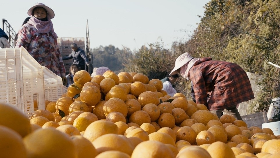 贛南臍橙喜獲豐收。人民網(wǎng)記者 張力洋攝