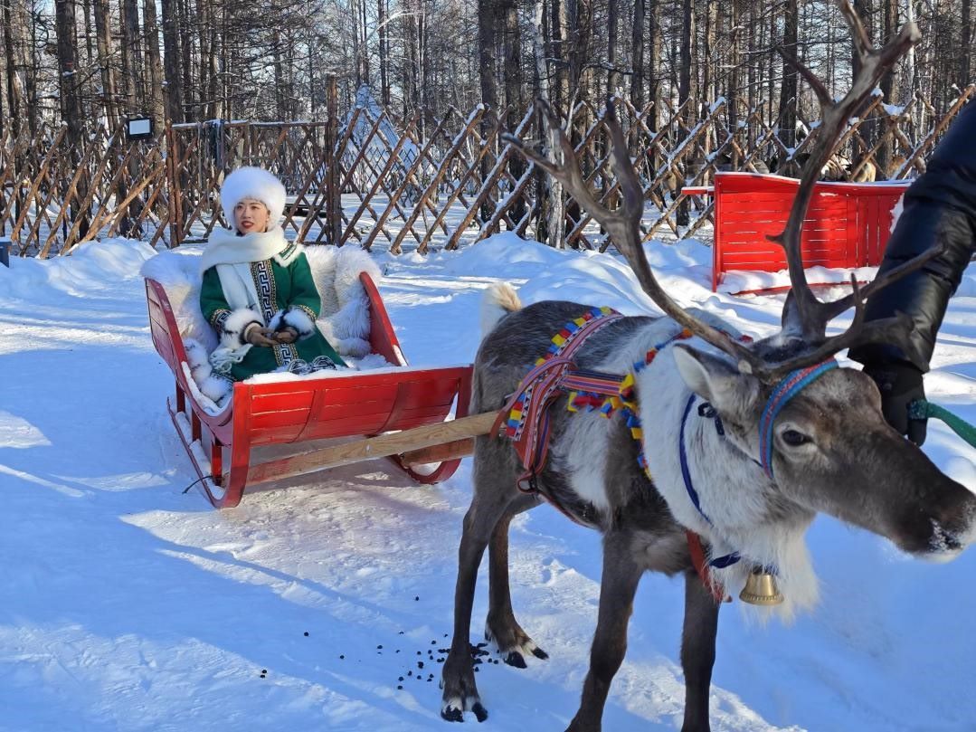游客體驗馴鹿拉雪橇。人民網(wǎng)記者 苗陽攝