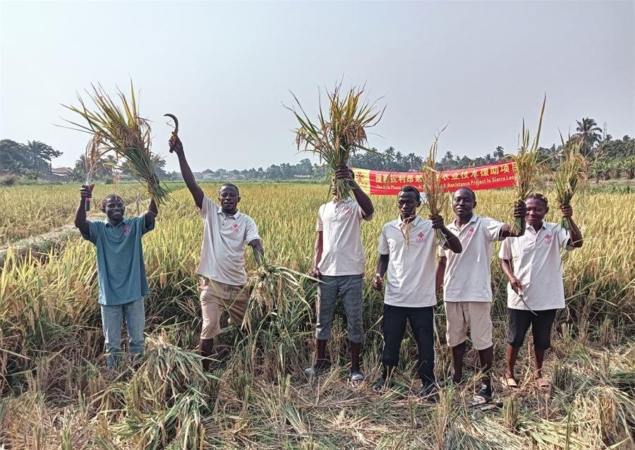 當(dāng)?shù)卮迕裾故窘衲甑乃痉N植成果。中國援塞農(nóng)業(yè)專家組供圖