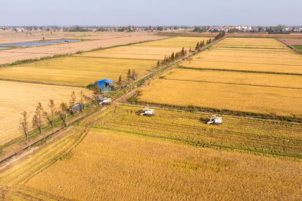 2024年11月1日，在湖南華容縣團洲垸，村民駕駛收割機收獲水稻（無人機照片）。新華社記者陳思汗 攝