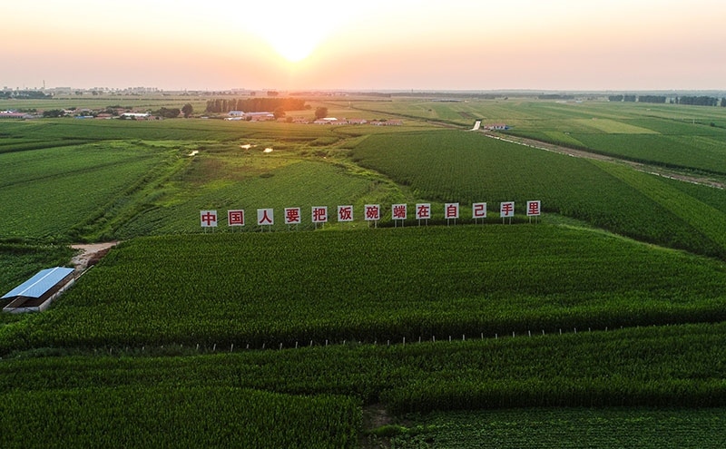 2020年7月23日拍攝的吉林省梨樹縣國家百萬畝綠色食品原料（玉米）標(biāo)準(zhǔn)化生產(chǎn)基地核心示范區(qū)（無人機(jī)照片）。新華社記者 許暢 攝