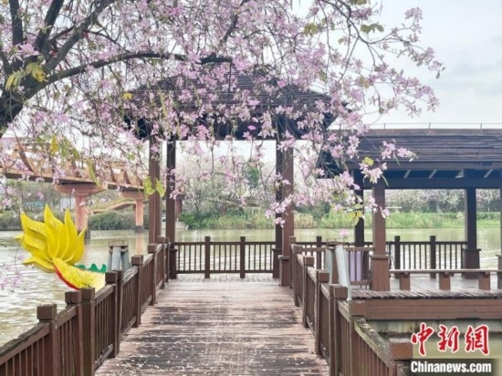 3月7日，廣州海珠國家濕地公園宮粉紫荊花海吸引游人。中新社記者 許青青 攝