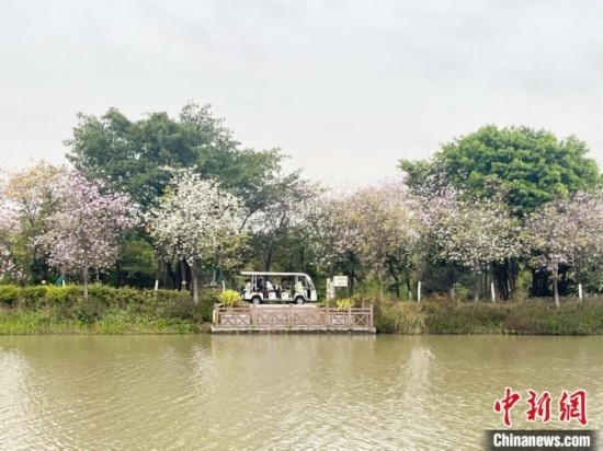 3月7日，廣州海珠國家濕地公園宮粉紫荊花海吸引游人。中新社記者 許青青 攝