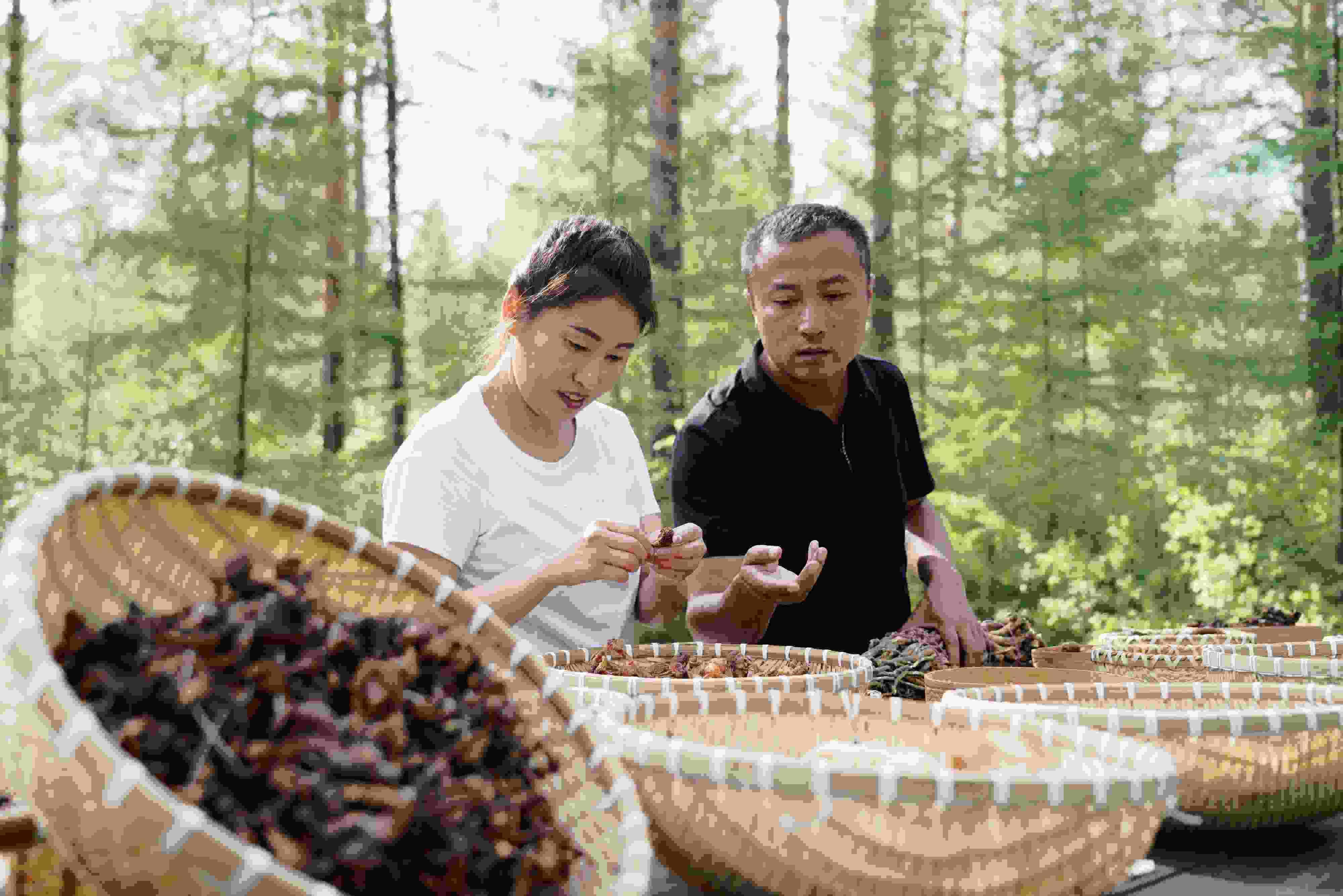 2024年8月6日，黑龍江漠河林場(chǎng)員工正在分揀采集來(lái)的林下產(chǎn)品。