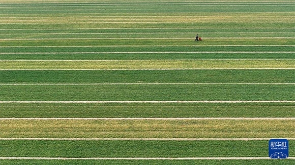 3月14日，在菏澤市鄆城縣潘渡鎮(zhèn)，農(nóng)民在麥田里施肥（無人機照片）。