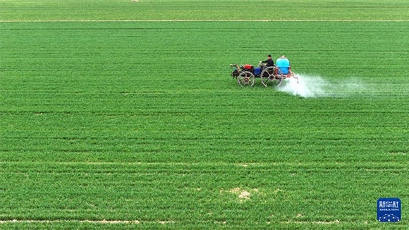 3月14日，在菏澤市鄆城縣郭屯鎮(zhèn)，農(nóng)民在麥田里噴灑除草劑（無人機照片）。