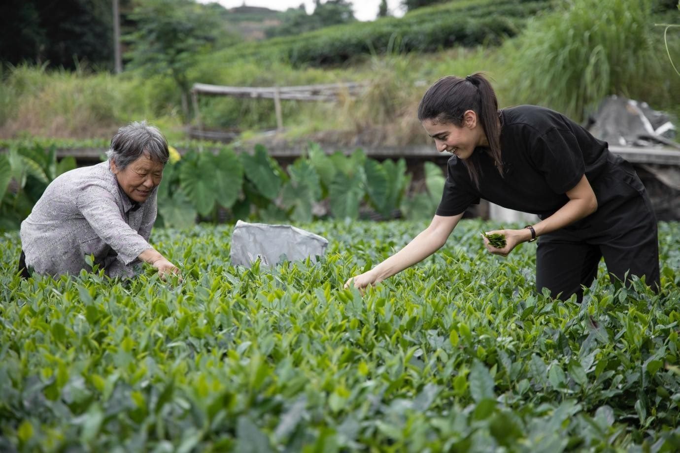 卡友琪在福建采茶。受訪者供圖