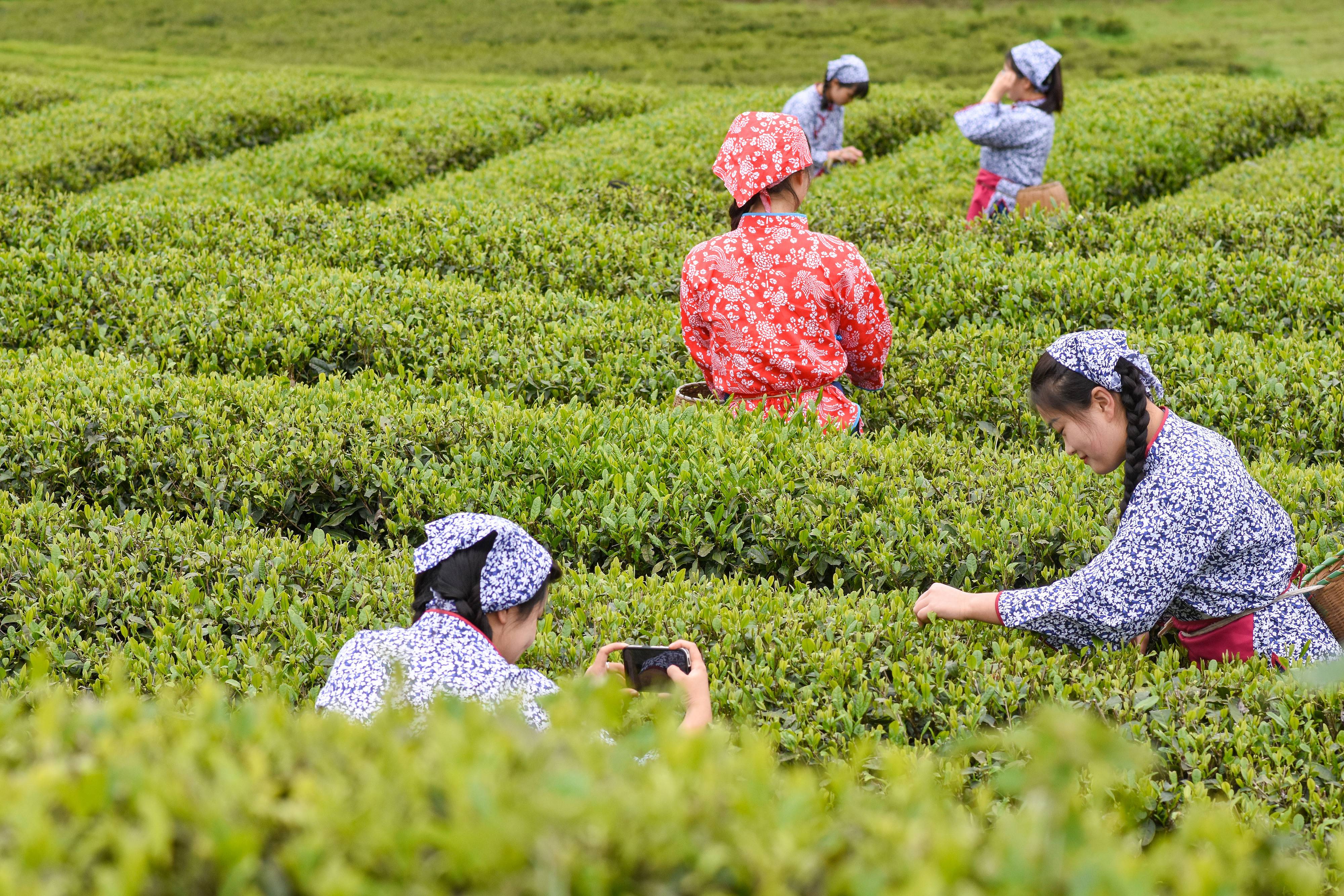 2023年4月6日，游客在貴州省銅仁市江口縣怒溪鎮(zhèn)駱象村生態(tài)茶園體驗采茶樂趣。