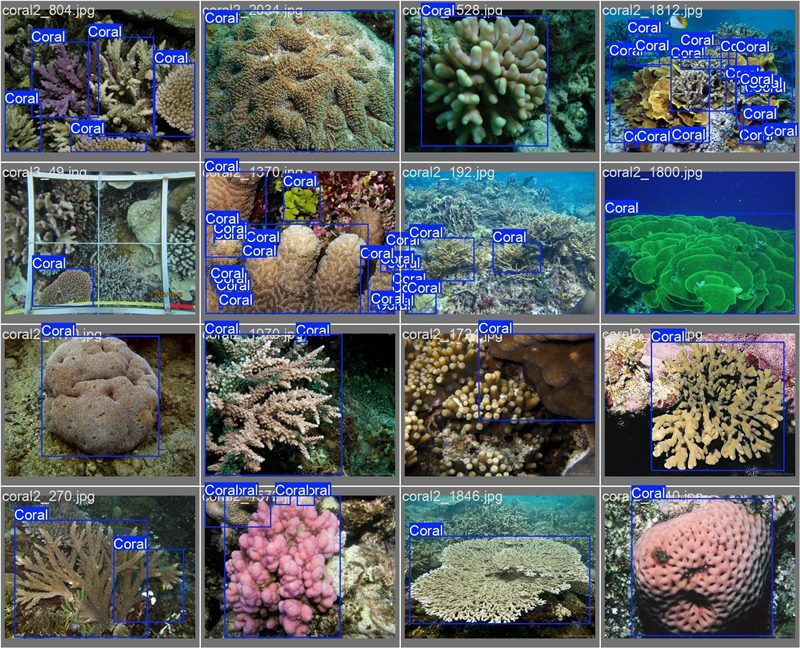 南海珊瑚識別。阿里云供圖