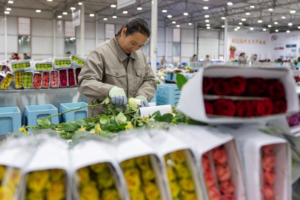 △近日，工作人員在云南麗江現(xiàn)代花卉產(chǎn)業(yè)園包裝鮮花。