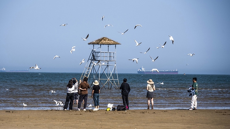 2024年5月12日，河北秦皇島，北戴河鴿子窩公園成群海鷗在天空中自由翱翔，與大海、藍(lán)天構(gòu)成了一幅美麗的畫卷。