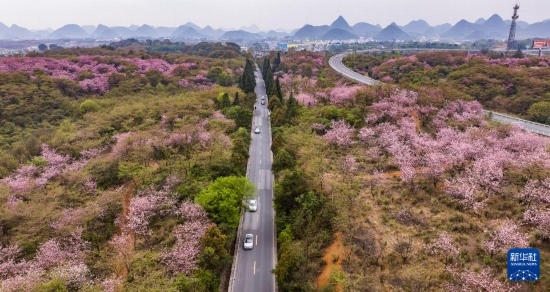 游客驅(qū)車前來清鎮(zhèn)市紅楓湖鎮(zhèn)右二村踏青游玩（4月5日攝，無人機(jī)照片）。
