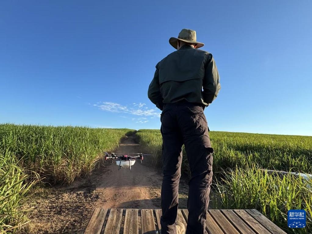 3月25日，在南非夸祖魯-納塔爾省的方廷希爾莊園，飛手操縱無(wú)人機(jī)為甘蔗林噴灑藥劑。新華社記者 白舸 攝