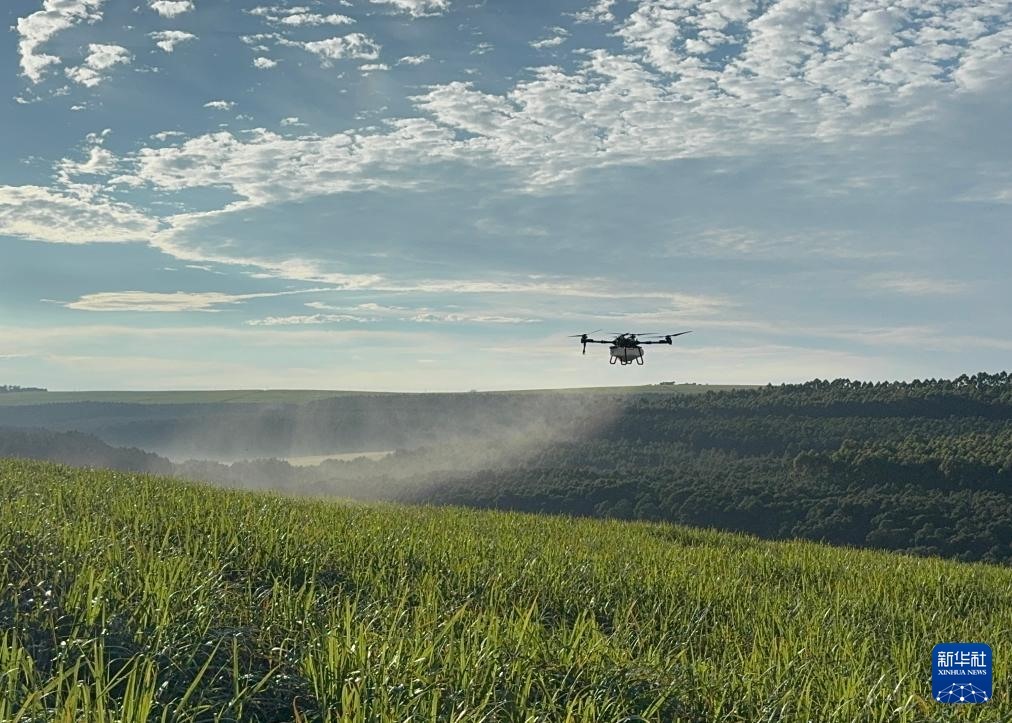 3月25日，在南非夸祖魯-納塔爾省的方廷希爾莊園，中國(guó)農(nóng)用無(wú)人機(jī)為甘蔗林噴灑殺菌劑。新華社記者 白舸 攝