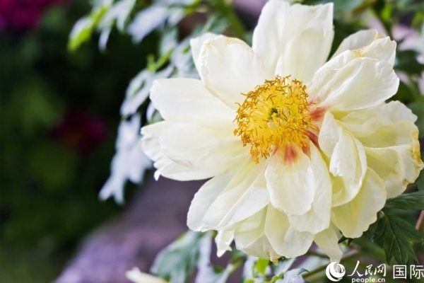 洛陽國家牡丹園牡丹盛開。 人民網(wǎng)記者 魯揚攝