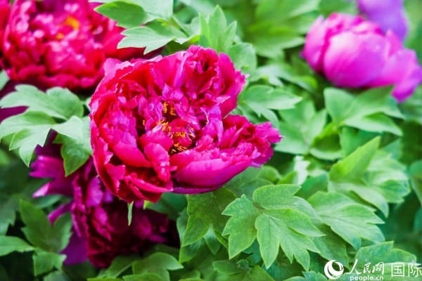 洛陽國家牡丹園牡丹盛開。 人民網(wǎng)記者 魯揚攝