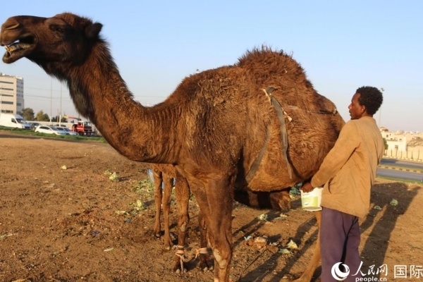 工人在給駱駝擠奶。人民網(wǎng) 納達(dá)爾·達(dá)烏德攝