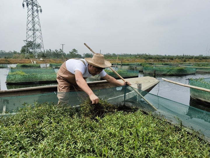 陳樹在湖北省仙桃市剅河鎮(zhèn)余腦村黃鱔繁育基地觀察黃鱔長勢。新華社記者宋立崑 攝