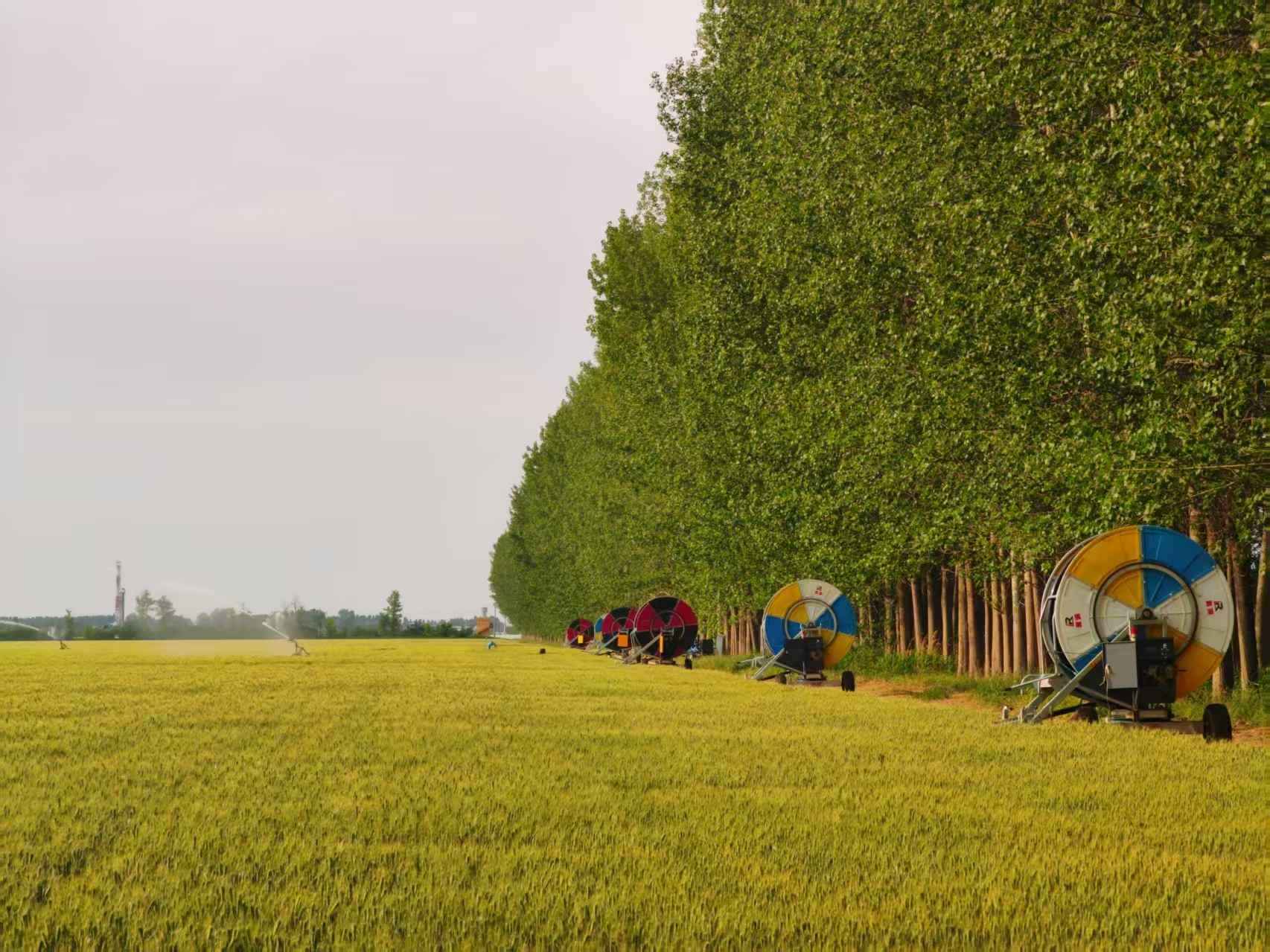 陜西華陰市華西鎮(zhèn)農(nóng)墾農(nóng)場(chǎng)正在作業(yè)的卷盤(pán)式噴灌機(jī)。受訪者供圖