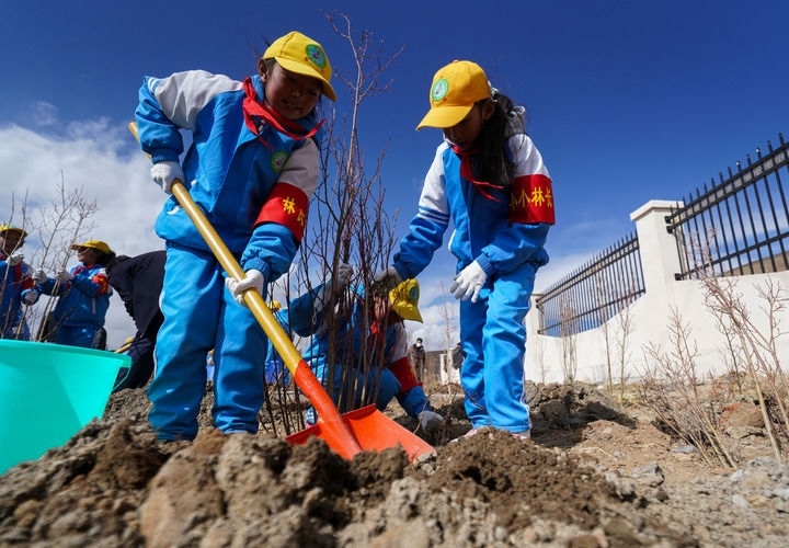 2025年4月25日，西藏那曲市小學(xué)生在植樹。新華社記者 晉美多吉 攝